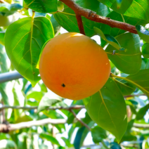 감나무 묘목 / 화정 / 높은 내한성 / 접목1년 묘목 FT113