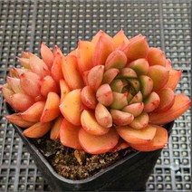 내맘대로골라 48종 예쁜 다육이, 38번-와인피치