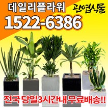 개업축하화분배달 개업식 인테리어식물 집들이 선물 금전수 스투키 산세베리아 만냥금 뱅갈고무나무 떡갈나무 알로카시아 소철 극락조 파키라 거실화분 실내화초, (선택45)아가베