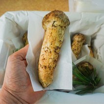 [최고급]백두산 자연산송이버섯 1품 특품 선물, 특품(500g)