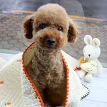 반려견 누비자수 당근담요 개방석 웰시코기 개집 말티푸 댕댕이 치와와, L