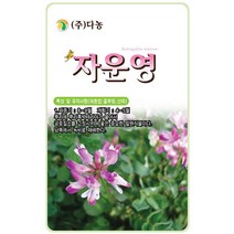 구절초 1000립 - 야생화 씨앗 꽃씨 씨 꽃씨앗 구절초씨앗 구절초씨 야생화씨 야생화씨앗 다년생꽃씨 여러해살이 구일초 선모초, 33_다농_자운영(2g)