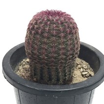 자태양-소형종/원통형선인장/귀족선인장/붉은가시