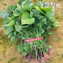 [꿀 호박 자색 밤]해남 고구마모종 1kg, 꿀모종, 04/28출고(04/29도착)