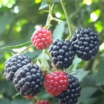 입점기념 [ 특상품 ] 2022년 슈퍼복분자 블랙베리 5kg 10kg, 1box, 슈퍼 복분자 5kg