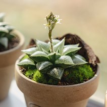 하월시아 옵투사 19종, 18 청사, 1개