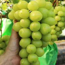 천안 프리미엄 샤인머스켓 특상품 1kg 망고포도 청포도
