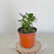 다유기 다육이 아데니움 석화(소) 사막의장미 미니바오밥나무, 1