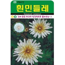 인기최고 흰민들레 씨앗(100립)(A0709)