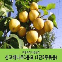배나무묘목 묶음상품, 신고배1등묘(1단10주묶음)