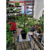 겨울특집 아라우카리아 중대품 50-70cm 149, 1개