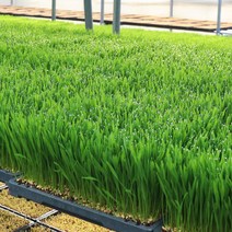 대관령청정농원 밀싹 보리싹 밀순 새싹보리, 각각 반반, 200g, 1개