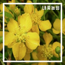 내꽃농원 죽도화(황매화) 키 80cm 2개 묶음