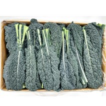 야채왕 뉴그린 2kg ( 실중량 1.8~2.0 ) 잎브로콜리 토스카노, 1개