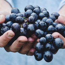 영화농산 특급 포도 12kg 송산포도 캠벨포도 가지포도영화농산 특급 포도 12kg 송산포도 캠벨포도 가지포도 망고포도 거봉포도 대부도포도 씨없는포도 영동포도 강화섬포도 포도가격 안성포도 코튼캔디포, 본상품