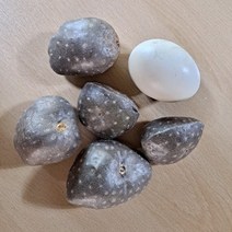 열매마씨앗 열매마종자 작은사이즈 4kg, 1개