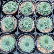 백두산 바위솔 다육식물 월동되는 국민 다육이 종류