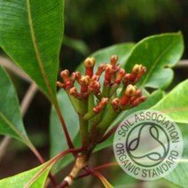 에센셜오일 클로브 버드 100ml 유기농 (Clove Bud Essential Oil) | 제조사 커풋 원산지 영국, 1개