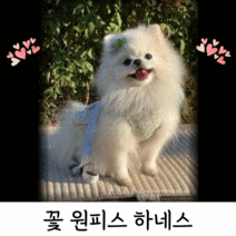 강아지 하네스 리드줄 세트 하네스 옷조끼 귀여운거 소형 xs s, 꽃원피스하네스(옐로우)