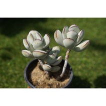 [다육생활] 코틸레돈 묵은둥이 다육이 식물