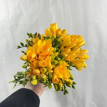 [꽃 마실] 생화 프리지아 30대 한다발