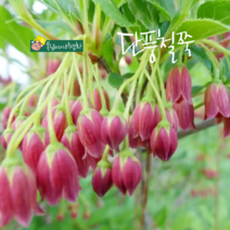 단풍철쭉 [1포트] 레드벨스 (복남이네야생화 봄 가을 모종 꽃나무 방울철쭉 도단 베니사라사 ﻿enkianthus)