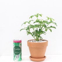 꽃피우는청년 이태리토분 실내공기정화식물, 홍콩야자