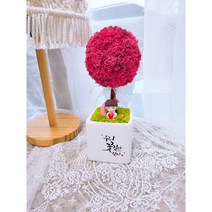 더별꽃 모스 토피어리 화분 집들이 개업용 선물 캘리그라피화분 DIY패키지, 레드