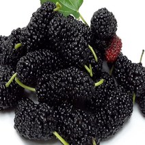 [ 에어세척 ] 과상오디 5kg 10kg 선물용 맛있는 햇 오디, 1box