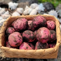 제주 성산 홍감자 카스테라 감자, 제주 홍감자 10kg (80g 이상)