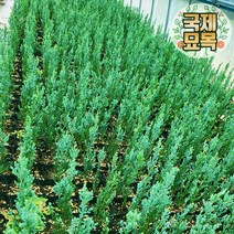국제묘목농원 조경수 정원수 관상수 서양측백나무 향나무 묘목 화단 울타리나무담장 관상수 모음 미측백 사철푸른 조경수목, 12번_에메랄드그린70cm 마술화분