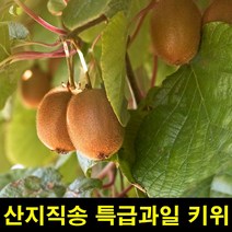 프리미엄 키위효능 키위주스 다래 그린키위3kg 과일 고씨네 [WAE56B9], 쿠팡 1, 쿠팡 본상품선택