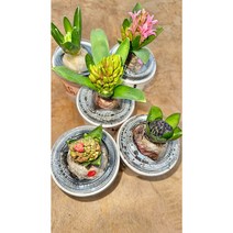 [골든플랜트] [세트]히야신스5가지색상 5개1세트 색상랜덤 구근 유럽 수경재배 구근식물 랜덤발송 흰색 보라색 분홍색 빨간색 노란색