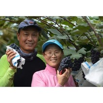 당일수확 농장직송 영월 탑푸르트 김삿갓 포도 고당도 캠벨포도, 1개, 5kg (14-15송이)