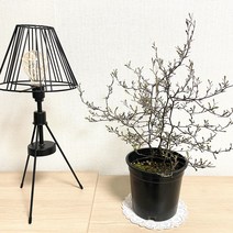 나만의화원 초특가세일>크로키아실버 코로키아실버” class=”wr-img”></a></div>
</div>
</div>
</div>
<div class=