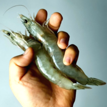 당일조업 국산 제철 흰다리새우 생새우 1kg, 프리미엄(활) 2kg 특