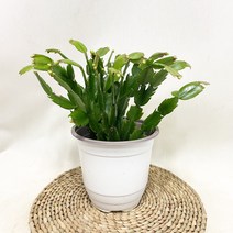 흰꽃 게발선인장 중분