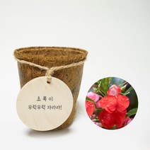 우드리 코코넛화분 식물 키우기 DIY 키트_봉선화