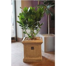 [키우기쉬운공기정화식물/집들이선물]크루시아