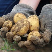 대감댁 국산 못난이감자 알감자 햇감자, 감자 (중) 5kg