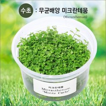 자연과사람 무균 배양수초 미크란테뭄, 1컵