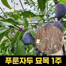 푸룬자두 묘목 과일나무묘목 자두나무 1주
