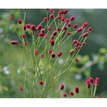 지피식물 오이풀 7치 화분, 오이풀 7치 화분 / 2주
