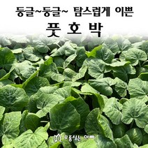 [모종심는아빠] 둥글둥글 탐스럽게 이쁜 풋호박, 모종25개