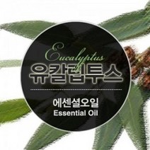 에센셜오일 유칼립투스 Eucalyptus E.O, [ 10ml ]