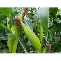 산지직송 괴산 대학찰옥수수 17cm 이상 냉동옥수수 15cm 이상, 냉동찰옥수수40개, 1개