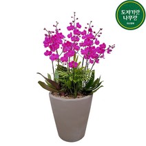 도자기랑나무랑 서양란 동양란 승진 영진 취임 오픈 결혼축하화분 개업난 선물, 호접란만천홍, 1개