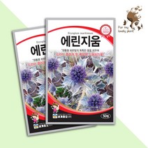 에린지움 50립 세계종묘 화훼류 씨앗 월동 야생화, 1개