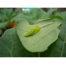 배추흰나비 번데기(5마리), 번데기