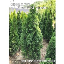 에메랄드그린 조경수 울타리용나무, H0.8(80cm)
